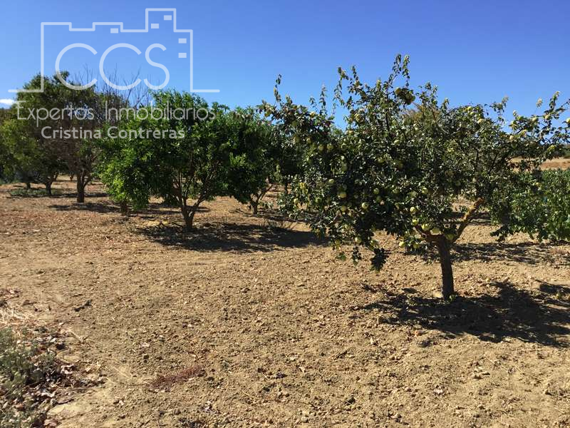 Apartamento, Huelva Palma del Condado (La), Venta - Huelva (Huelva)